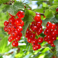 Green boutiQ - Fruitplant - Zwarte bes