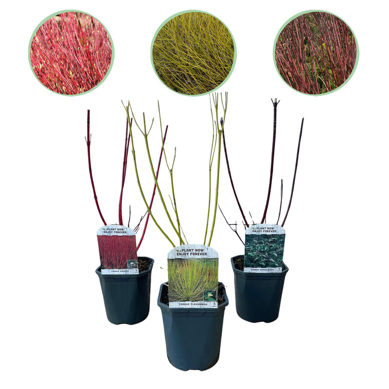 Green boutiQ - Heesters - Cornus alba Tricolour - Mix van Rode, Groene En Paarse Takken - 3 Planten - Bladverliezend - Weinig Onderhoud - Pot 17cm Hoogte 45cm