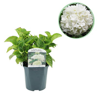Green boutiQ - Hortensia - Hydrangea macrophylla Blue - Bloem Wit - 1 Plant - Bladverliezend - Weinig Onderhoud - Pot 17cm Hoogte 30cm