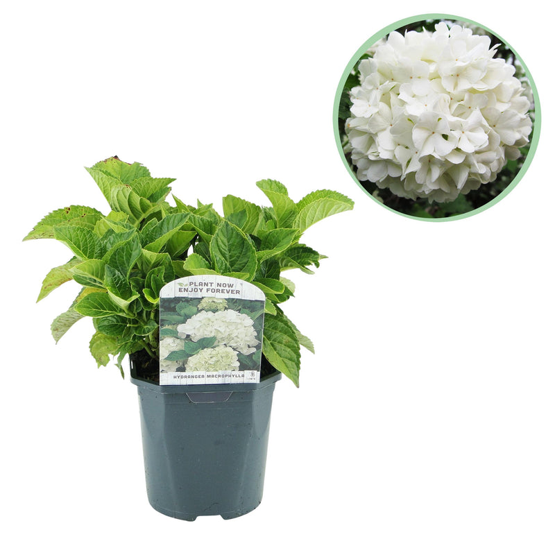 Green boutiQ - Hortensia - Hydrangea macrophylla Blue - Bloem Wit - 1 Plant - Bladverliezend - Weinig Onderhoud - Pot 17cm Hoogte 30cm