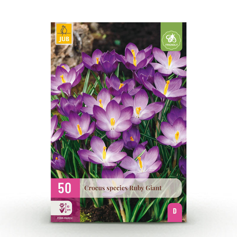Green boutiQ - Bloembollen - Crocus Ruby Giant - Kleur Paars - 50 stuks - Bolmaat 5/6 - XXL Pack