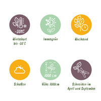 Green boutiQ - Klimplant - Hedera helix - Blad groen - Groenblijvend - 2 planten - Pot 11cm Hoogte 40cm