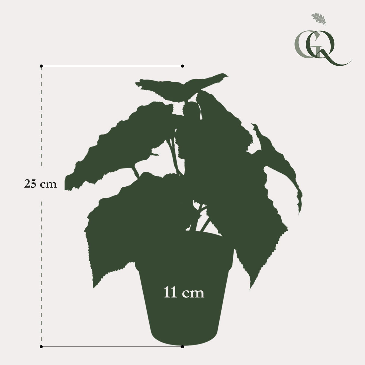 Kunstplant - Begonia Rex - Bladbegonia - 25 cm