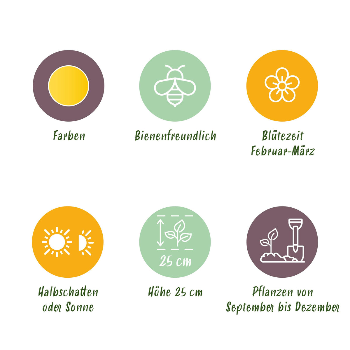 Green boutiQ - Bloembollen - Eranthis Cilicica - Kleur Geel - 25 stuks - Bolmaat 4/5 - XXL Pack