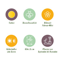 Green boutiQ - Bloembollen - Eranthis Cilicica - Kleur Geel - 25 stuks - Bolmaat 4/5 - XXL Pack