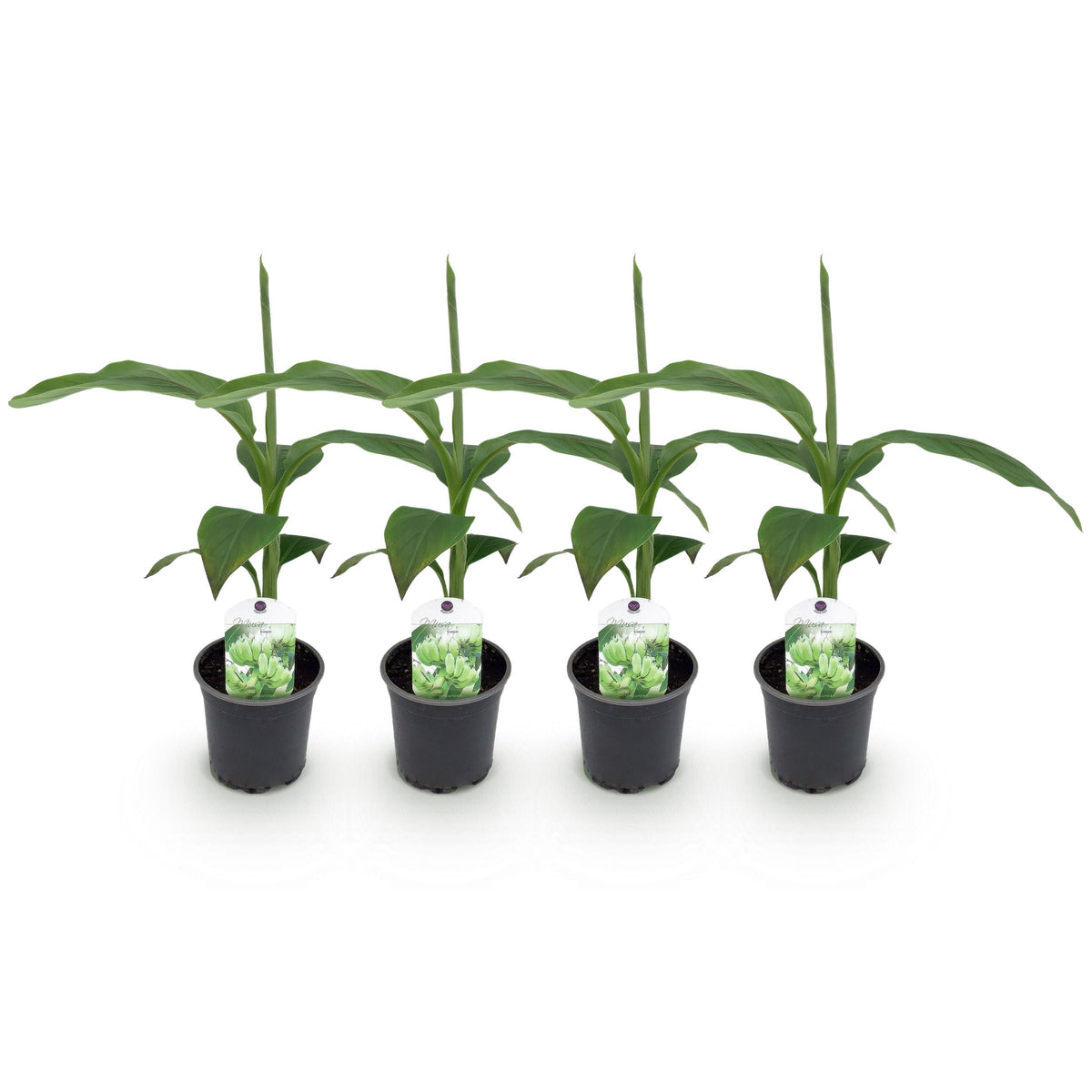 Green boutiQ - Fruitplant - Bananen plant - Musa Basjoo - Winterhard - 4 planten - Pot 12cm Hoogte 30cm