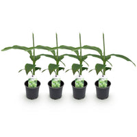 Green boutiQ - Fruitplant - Bananen plant - Musa Basjoo - Winterhard - 4 planten - Pot 12cm Hoogte 30cm