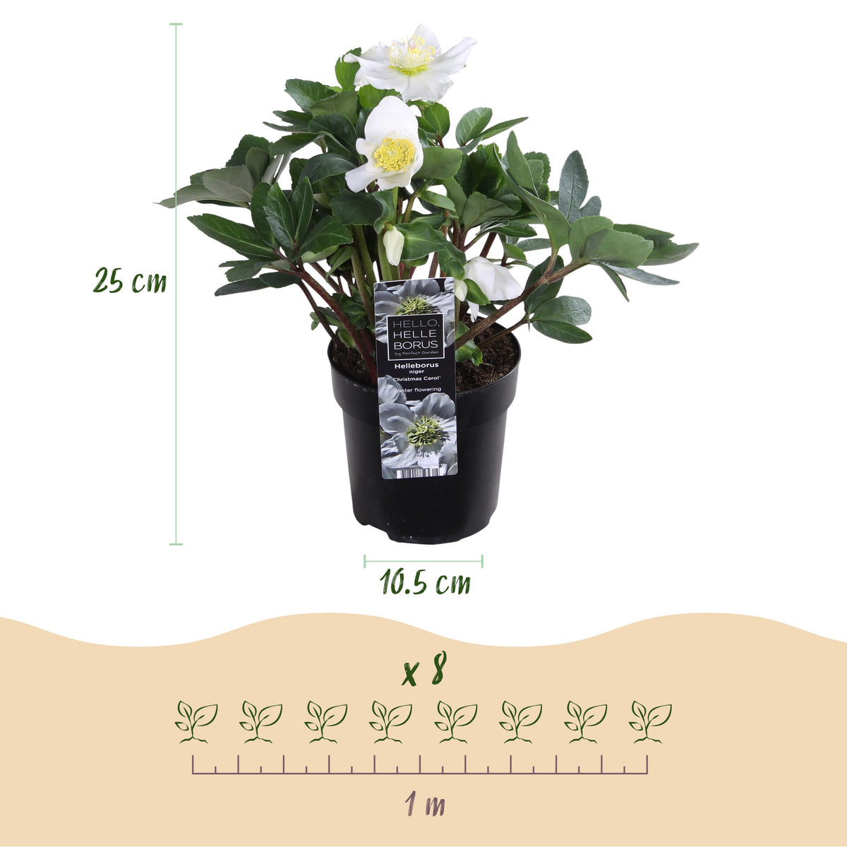 Green boutiQ - Tuinplant - Kerstroos - Helleborus Christmas Carol  - Witte Bloem - 4 Planten - Groenblijvend - Pot 10,5cm Hoogte 25cm
