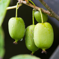 Green boutiQ - Fruitplant - Kiwi - Actinidia arguta Issai - Groene Vrucht - 2 planten -  Pot 11cm Hoogte 40cm