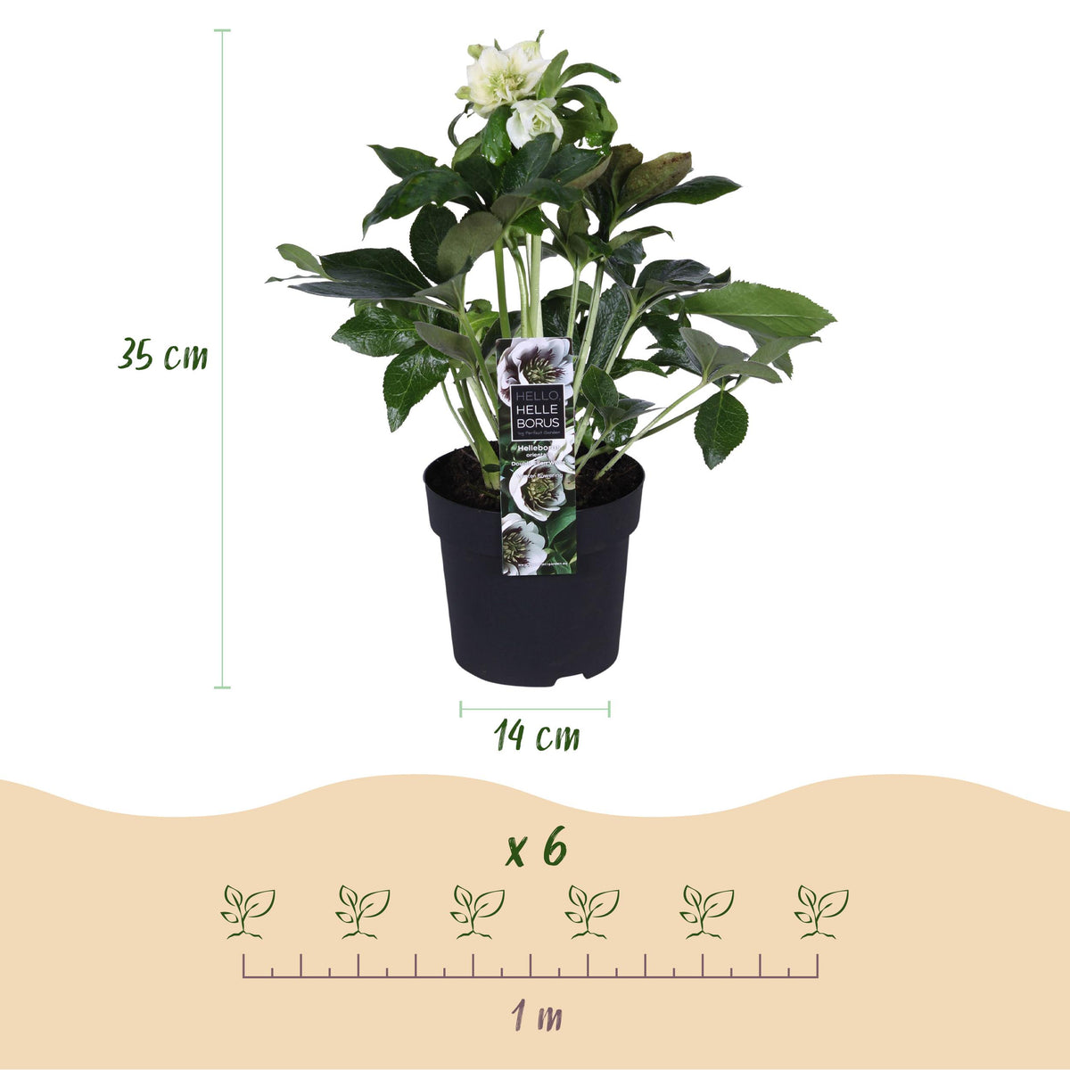 Green boutiQ - Tuinplant - Lenten Rose - Helleborus orientalis Double Ellen White - Witte Bloem -2 Planten - Groenblijvend - Pot 14cm Hoogte 35cm