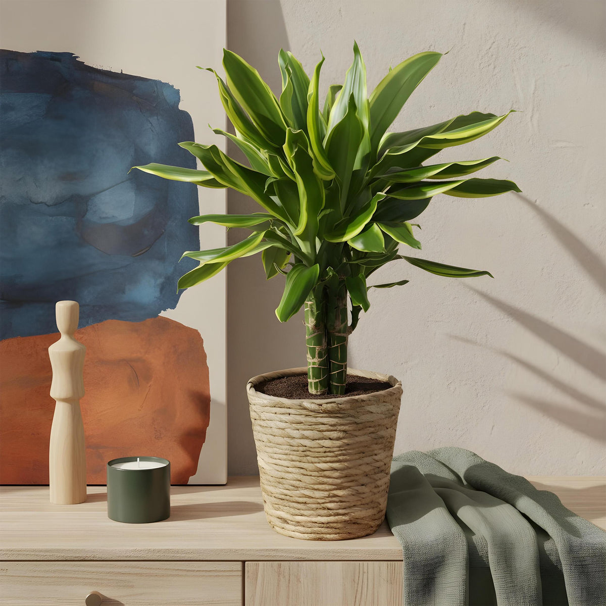 Green BoutiQ - Green is... Kamerplanten - Dracaena fragrans Golden Coast - Drakenbloedboom - Weinig onderhoud - met mand - Groen - 1 Plant - Pot 17cm - Hoogte 50-55cm
