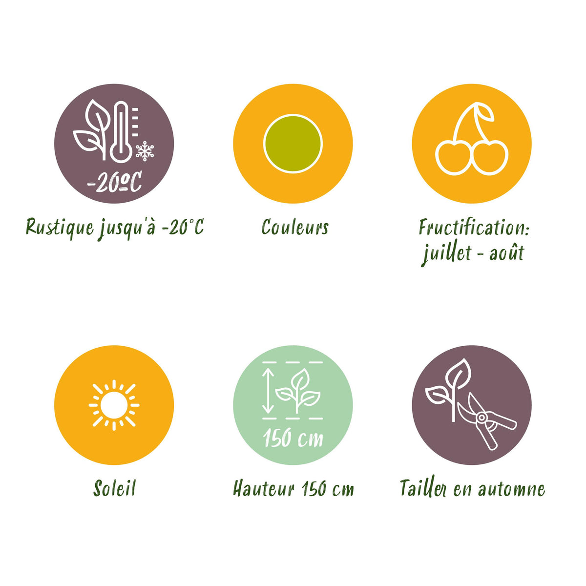 Green boutiQ - Fruitplanten - Kruisbes - Ribes uva-crispa Hinnonmaki Grun - Winterhard - 3 Planten - Pot 9 cm - Groene Bes