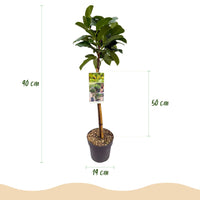 Green boutiQ - Plant op Stam - Prunus lauroverasus Etna® - Terras Plant - Bladhoudend - Winterhard - Groen Blad - Pot 19cm Hoogte 90cm