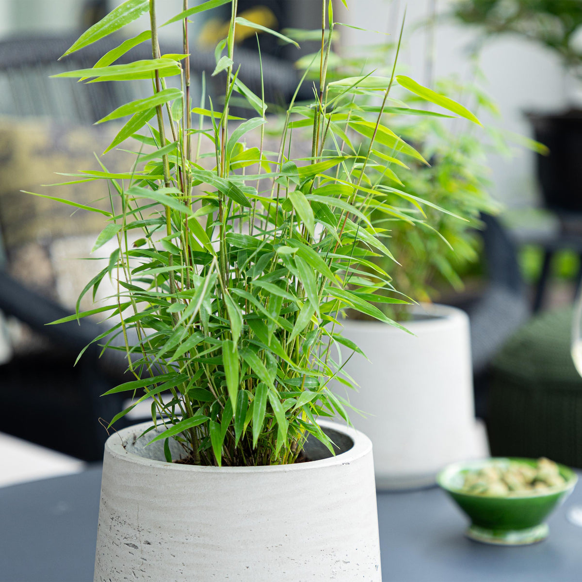 Green boutiQ - Bamboe - Fargesia Blue Dragon - Groen - 2 Planten - Bladhoudend - Niet Woekerend- Pot 14cm Hoogte 35cm