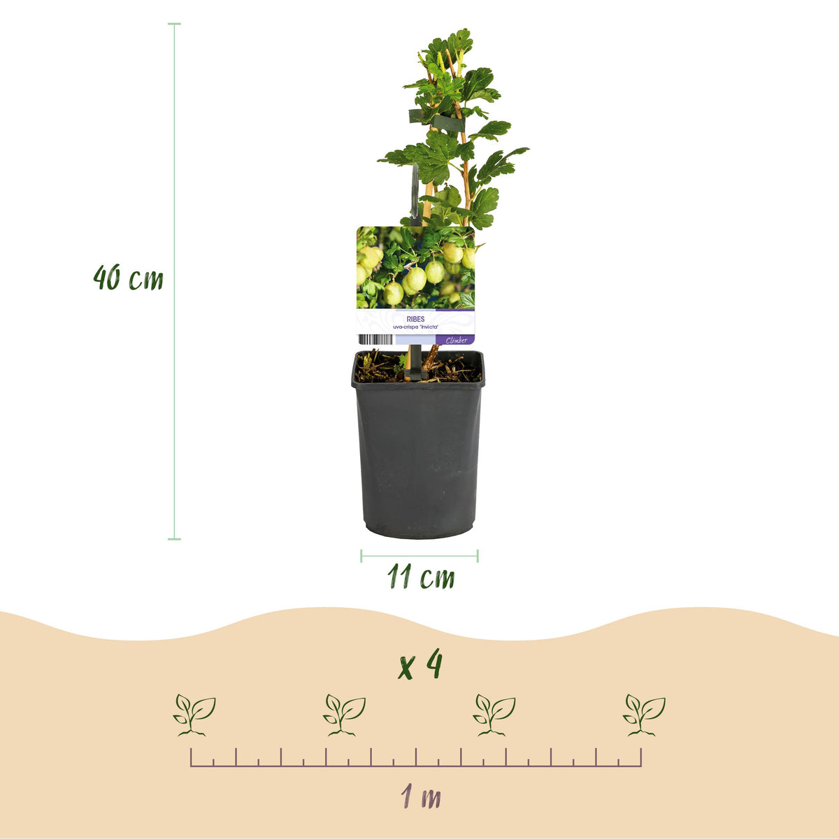 Green boutiQ - Fruitplant - Zwarte bes