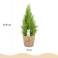 Green BoutiQ - Green is... Kamerplanten - Cupressus Gold Crest Wilma - Kamer conifeer - Weinig onderhoud - met mand - Groen - 1 Plant - Pot 21cm - Hoogte 85-95cm