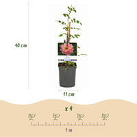 Green boutiQ - Klimroos - Rosa Salmon Queen - Bloem Licht roze - Weinig onderhoud - 2 planten - Pot 11cm Hoogte 40cm