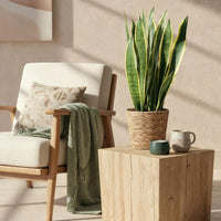 Green BoutiQ - Green is... Kamerplanten - Sanseveria Laurentii - Vrouwentong - Weinig onderhoud - met mand - Groen - 1 Plant - Pot 21cm - Hoogte 70-80cm