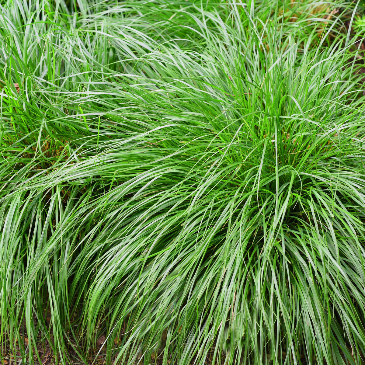 Green boutiQ - Siergrassen - Carex oshimensis Intense Green - Groen - 4 Planten - Bladhoudend - Weinig Onderhoud - Pot 17cm Hoogte 50cm