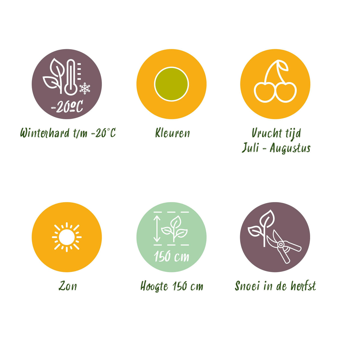 Green boutiQ - Fruitplanten - Kruisbes - Ribes uva-crispa Hinnonmaki Grun - Winterhard - 3 Planten - Pot 9 cm - Groene Bes