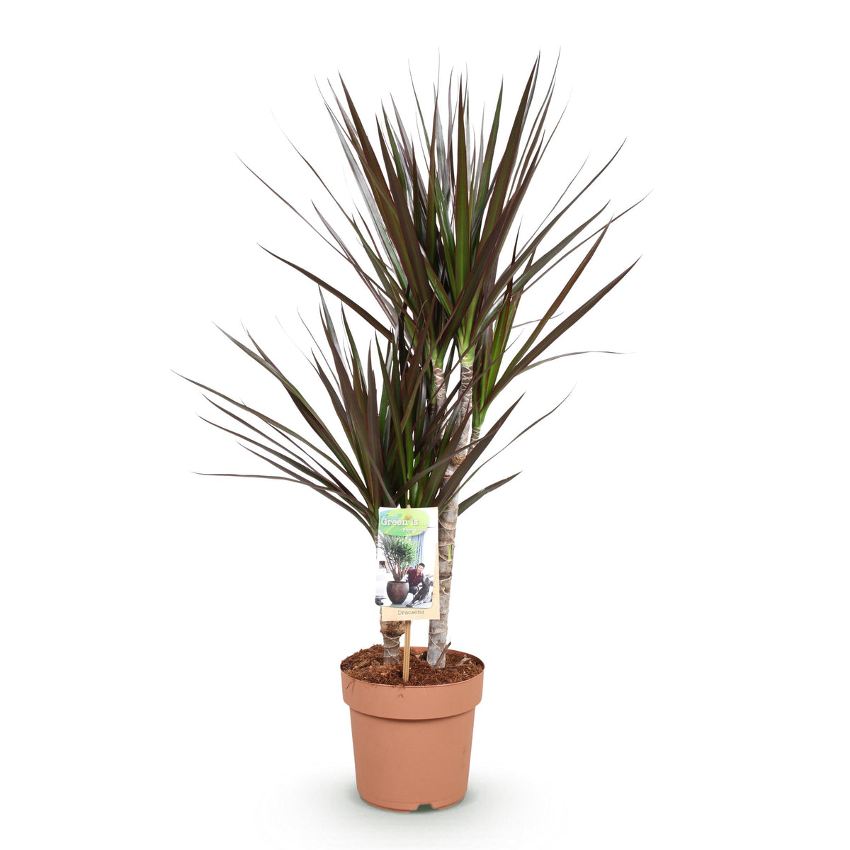 Green BoutiQ - Green is... Kamerplanten - Dracaena Magenta - Drakenbloedboom - Weinig onderhoud - Groen - 1 Plant - Pot 17cm - Hoogte 70-80cm
