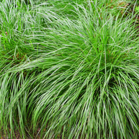 Green boutiQ - Siergrassen - Carex oshimensis Intense Green - Groen - 1 Plant - Groenblijvend - Winterhard - Pot 17cm Hoogte 50cm
