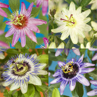 Green boutiQ - Passiebloem - Passiflora Rainbow  - Bloem Roze Wit Paars Groen - Weinig onderhoud - 4 planten - Pot 11cm Hoogte 40cm