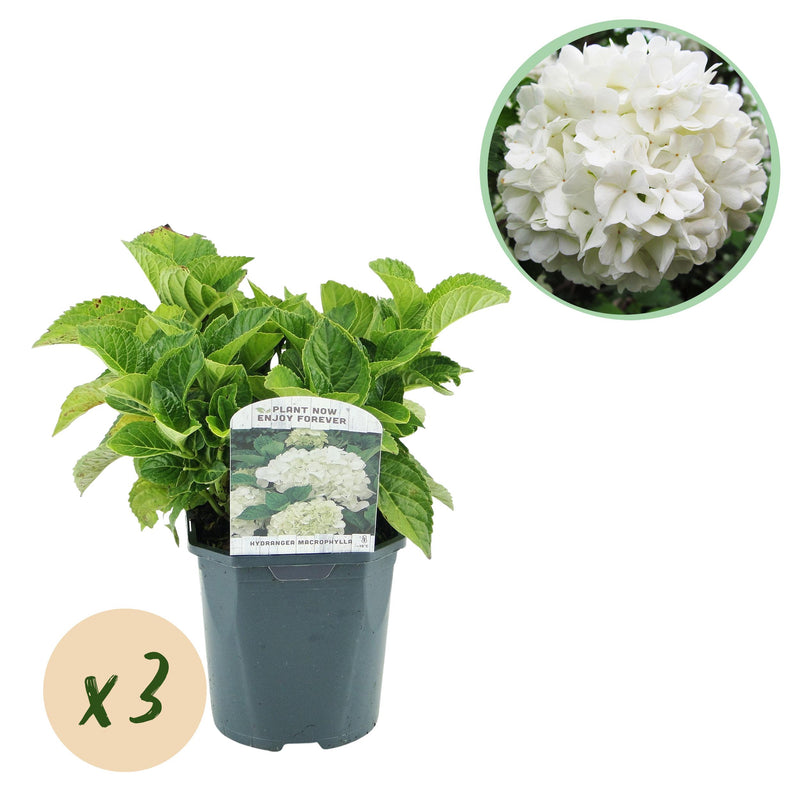 Green boutiQ - Hortensia - Hydrangea macrophylla Wit - Bloem Wit - 3 Planten - 1 m2 - Bladverliezend - Weinig Onderhoud - Pot 17cm Hoogte 30cm