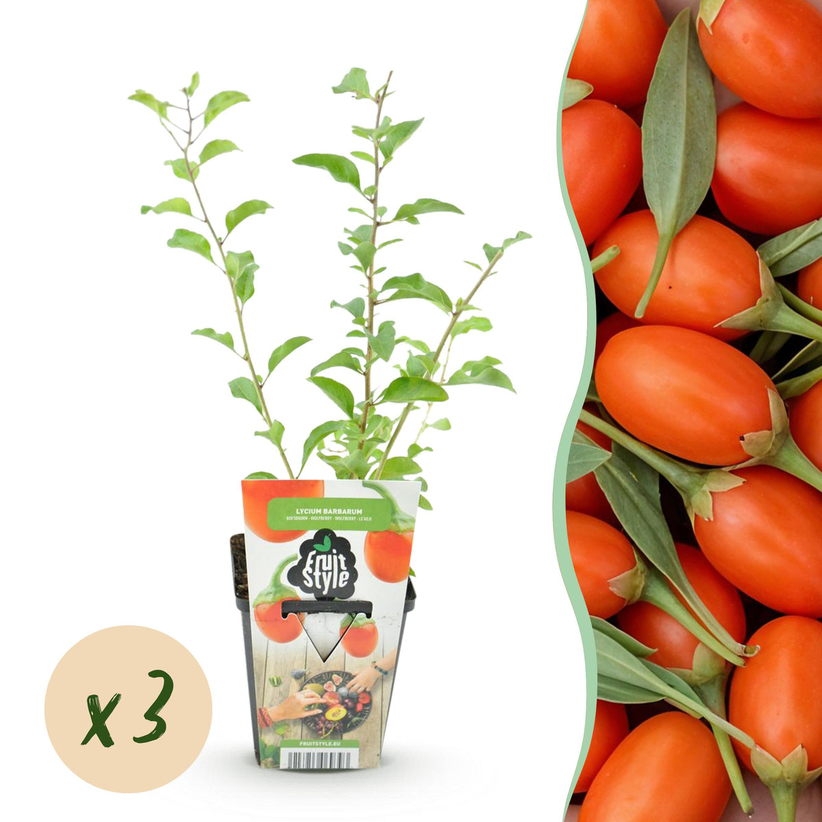 Green boutiQ - Fruitplanten - Goijbes - Lycium Barbarum - Winterhard - 3 Planten - Pot  9 cm - Oranje - Rode Vrucht