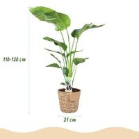 Green BoutiQ - Green is... Kamerplanten - Stelitzia Nicolai - Paradijsvogelbloem - Weinig onderhoud - met mand - Groen - 1 Plant - Pot 21cm - Hoogte 110-120cm
