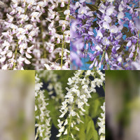 Green boutiQ - Blauwe regen - Wisteria floribunda Tricolour - Bloemen Blauw Roze Wit  - 3 planten - Pot 11cm Hoogte 40cm