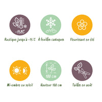 Green boutiQ - Terrasplant - Hortensia - Hydrangea Forever & Ever - Paars - 7-12 Bloemen - Pot 23cm Hoogte 55cm