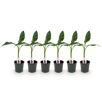 Green boutiQ - Fruitplant - Bananen plant - Musa sikkemensis Red Tiger - Winterhard - 6 planten - Pot 17cm Hoogte 40cm