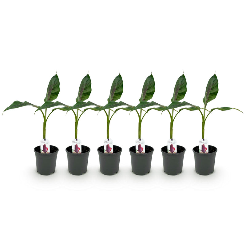Green boutiQ - Fruitplant - Bananen plant - Musa sikkemensis Red Tiger - Winterhard - 6 planten - Pot 17cm Hoogte 40cm