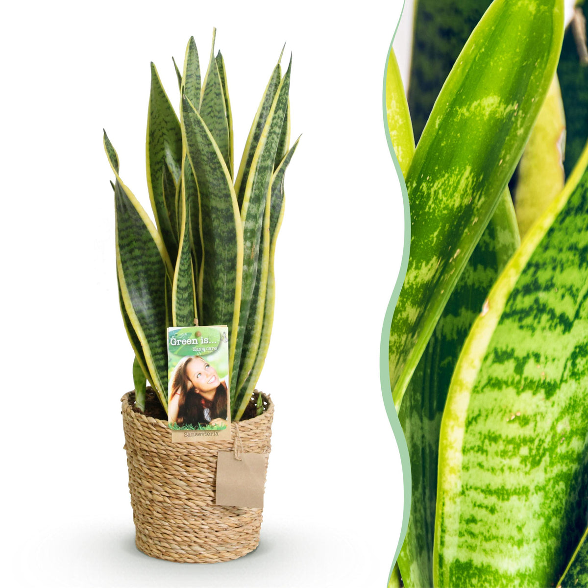 Green BoutiQ - Green is... Kamerplanten - Sanseveria Laurentii - Vrouwentong - Weinig onderhoud - met mand - Groen - 1 Plant - Pot 17cm - Hoogte 60-70cm