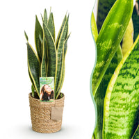 Green BoutiQ - Green is... Kamerplanten - Sanseveria Laurentii - Vrouwentong - Weinig onderhoud - met mand - Groen - 1 Plant - Pot 17cm - Hoogte 60-70cm
