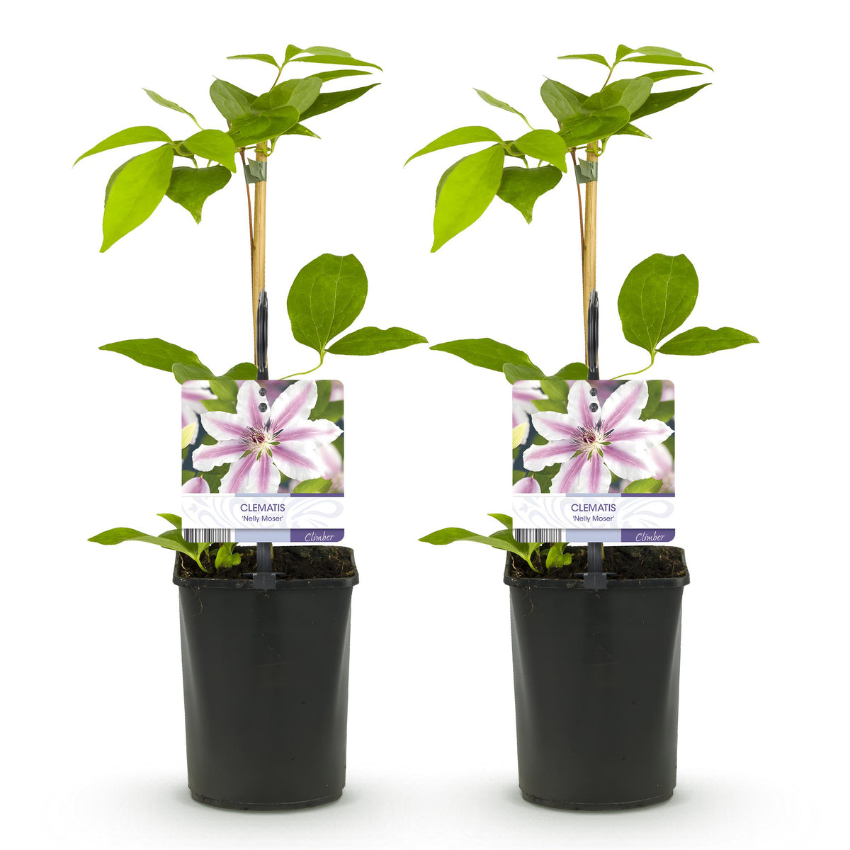 Green boutiQ - Klimplant - Clematis Nelly Moser - Bloem Roze - Weinig onderhoud -2 planten -  Pot 11cm Hoogte 40cm