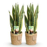 Green BoutiQ - Green is... Kamerplanten - Sanseveria Laurentii - Vrouwentong - Weinig onderhoud - met mand - Groen - 2 Planten - Pot 17cm - Hoogte 60-70cm