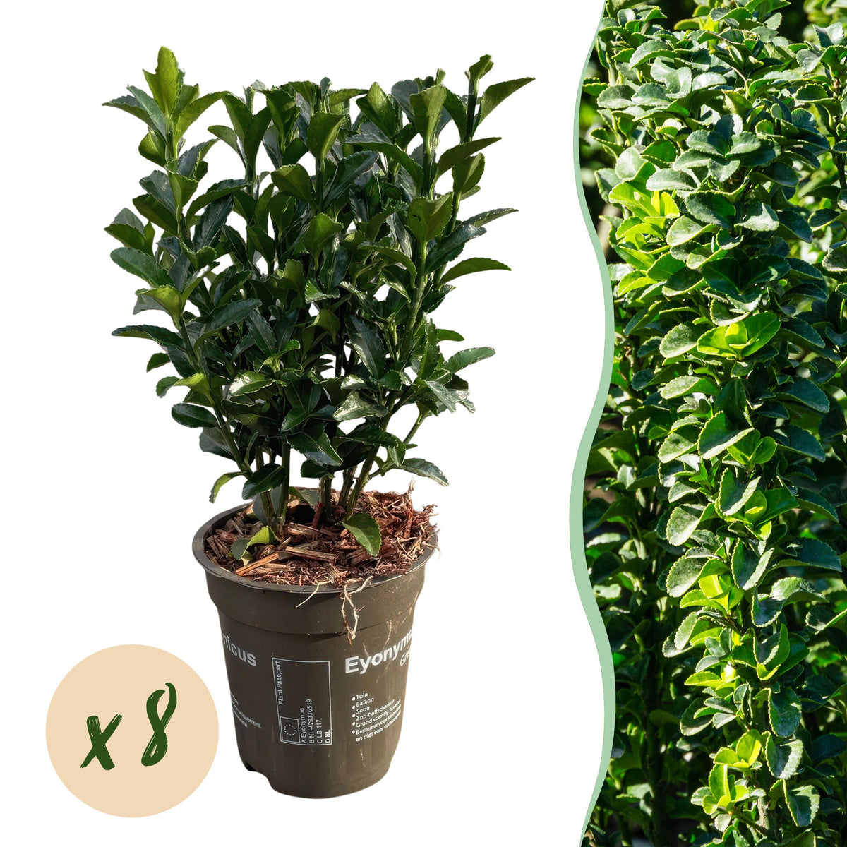 Green boutiQ - Haagplanten - Euonymus japonica Green Spire