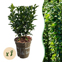 Green boutiQ - Haagplanten - Euonymus japonica Green Spire