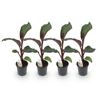 Green boutiQ - Fruitplant - Bananen plant - Ensete ventricosum Maurelli - Winterhard - 4 planten - Pot 17cm Hoogte 40cm