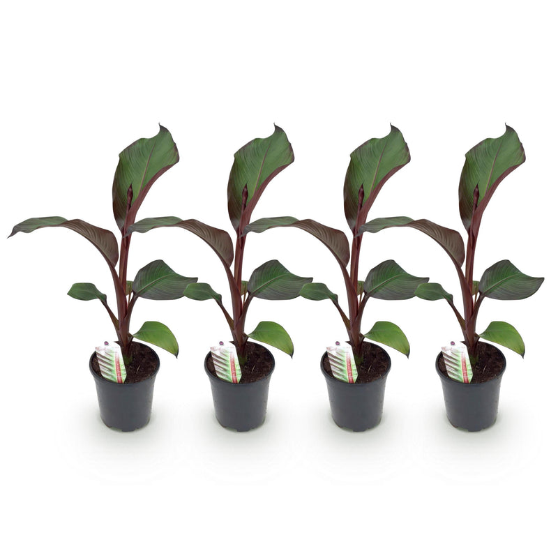 Green boutiQ - Fruitplant - Bananen plant - Ensete ventricosum Maurelli - Winterhard - 4 planten - Pot 17cm Hoogte 40cm