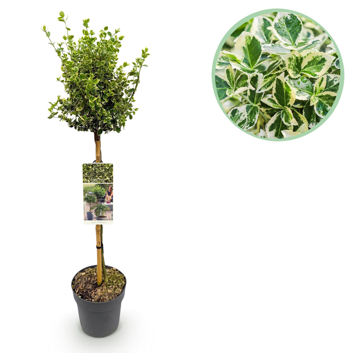 Green boutiQ - Plant op Stam - Euonymus fortunei Emerald Gaiety -Terras Plant - Bladhoudend - Winterhard - Groen-Grijs Blad - Pot 19cm Hoogte 90cm