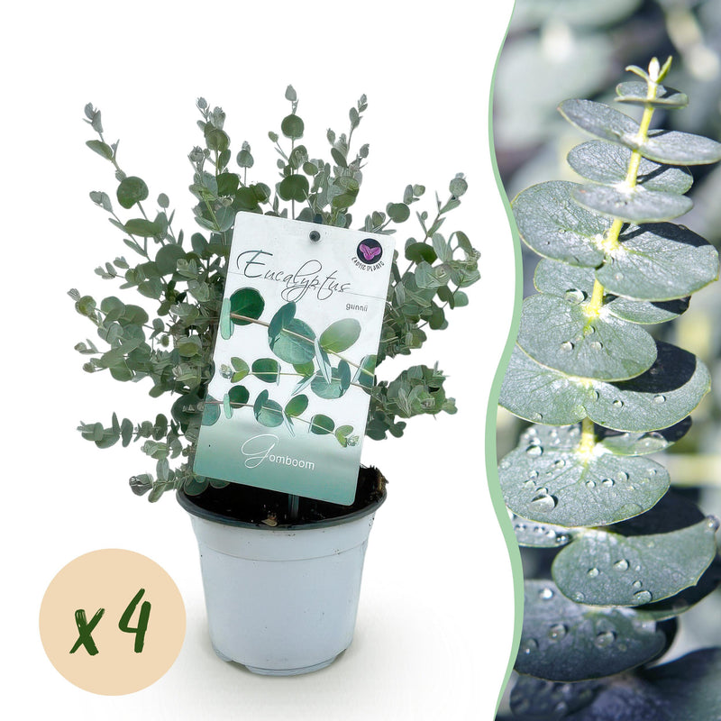Green boutiQ - Terrasplant - Eucalyptus boom - Eucalyptus gunni  - Grijs - 4 Planten - Winterhard - Pot 14cm Hoogte 30cm