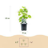 Green boutiQ - Pluim Hortensia - Hydrangea arborescens Annabelle - Bloem Wit - 1 Plant - Bladverliezend - Grote Bloemen - Pot 17cm Hoogte 50cm