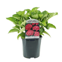 Green boutiQ - Hortensia - Hydrangea macrophylla Red - Bloem Rood - 3 Planten - 1 m2 - Bladverliezend - Weinig Onderhoud - Pot 17cm Hoogte 30cm