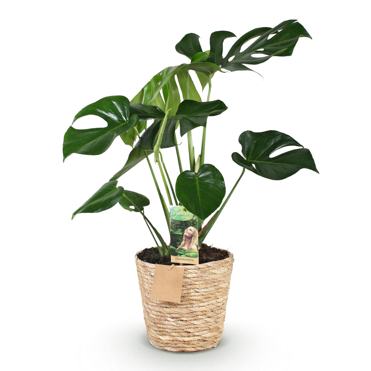 Green BoutiQ - Green is... Kamerplanten - Monstera Deliciosa - Gatenplant - Weinig onderhoud - met mand - Groen - 1 Plant - Pot 21cm - Hoogte 70-80cm