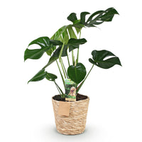 Green BoutiQ - Green is... Kamerplanten - Monstera Deliciosa - Gatenplant - Weinig onderhoud - met mand - Groen - 1 Plant - Pot 21cm - Hoogte 70-80cm