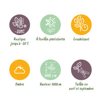 Green boutiQ - Klimplant - Hedera helix Glacier -  Blad Bont - Groenblijvend - 2 planten - Pot 11cm Hoogte 40cm