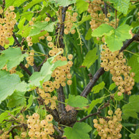 Green boutiQ - Fruitplant - Aalbes - Ribes rubrum White Pearl - Witte Bes - 2 planten -  Pot 11cm Hoogte 40cm